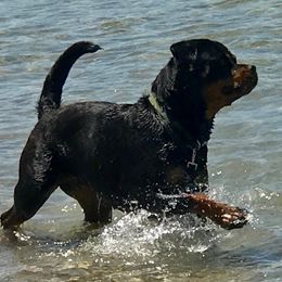 Ava - Rottweiler