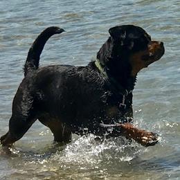 Ava - Rottweiler