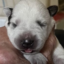 Roger - Red speckled Australian Cattle Dog puppy in Menifee, California from CLS Australian Cattle Dogs