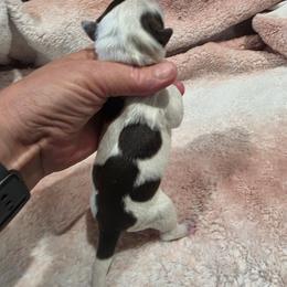 Girl 1 - Brown and white female Portuguese Water Dog puppy in Indianola, Utah from Mlee puppies