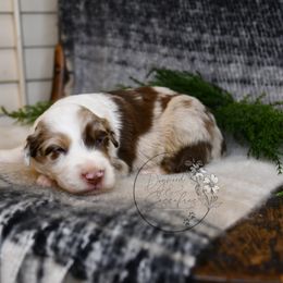 Australian Shepherd, Cavalier King Charles Spaniel, and Cavapoo Puppies from Dogwood & Sassafras Companions