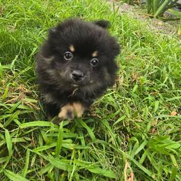 Pomeranian Puppies from Raja & Emri’s Adventures