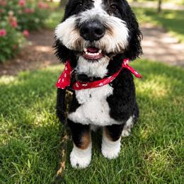 Moose - Bernedoodle