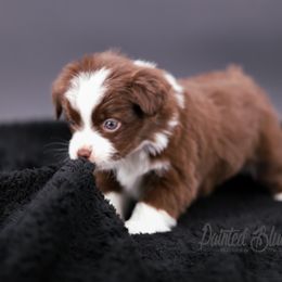 Australian Shepherd, Miniature American Shepherd, Miniature Australian Shepherd, and Toy Australian Shepherd Puppies from Painted Blue Aussies
