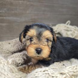 Rocky - Black and tan male Yorkshire Terrier puppy in Mountain Grove, Missouri from Precious Puppies