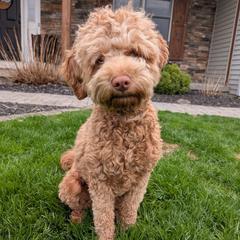 Winnie - Goldendoodle