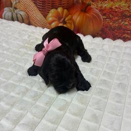 Josie - Black and white female Cockapoo puppy in Brookings, South Dakota from Hofer Pups