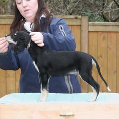 Saluki Puppies from Kushiel Salukis