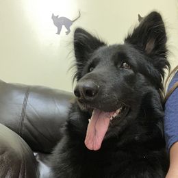 Fable - Shiloh Shepherd