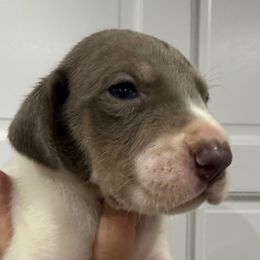 Rhaynera - Silver female Great Dane puppy in Florida from Beachside Kennels