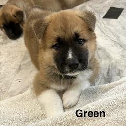 Akita Puppies from 239 Sunshine Akitas                                   Duke & Luna are expecting ! 04/28