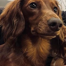 Dachshunds from Pine Grove Doxies