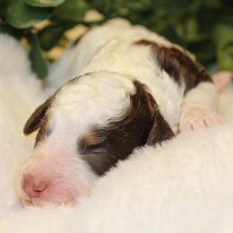 Brown Tri Male - Phantom male Poodle puppy in Belgreen, Alabama from Scott’s Farm Poodles and Doodles