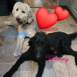 Golden Mountain Doodle puppies from Ottie's Angels