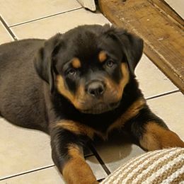 Rottweiler Puppies from Karol pragacz