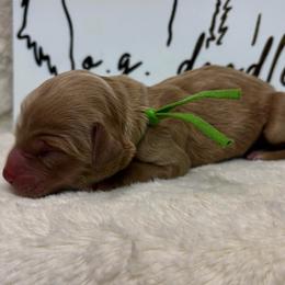 Tennessee aka Tenn - Apricot male Goldendoodle puppy in Cleveland, Georgia from The O.G. Doodles
