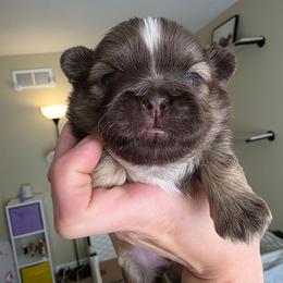 Alex - Liver male Shih Tzu puppy in Lancaster, Ohio from Wandering Tzu