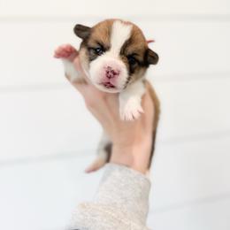 White Rabbit - Red - Red male Pembroke Welsh Corgi puppy in Milan, Georgia from Williams’ Welsh Corgis LLC