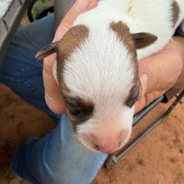 Boy 2 - Brown and white male Jack Russell Terrier puppy in Maysville, Oklahoma from MO’s Jack Russells