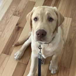 David Jr - Labrador Retriever puppy from Kingdom Kenelz Labradors