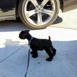 Floki - Black Miniature Schnauzer puppy in Templeton, California from Zion Miniature Schnauzers