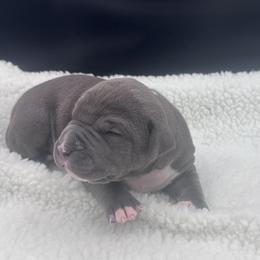 Blue - Blue male American Bully puppy in Union County, North Carolina from XLRG BULLIES