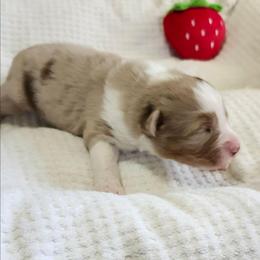 Stetson - Red merle male Australian Shepherd puppy in Athens, Tennessee from Mimi's Aussie