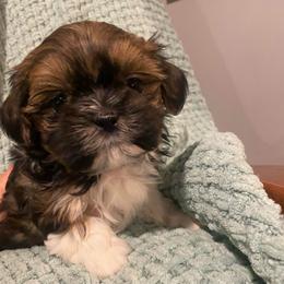 Rose - Black gold and white female Shih Tzu puppy in Lexington, North Carolina from SCS Shih Tzus