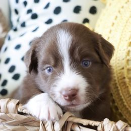 Australian Shepherd Puppies from Rustic Roots Australian Shepherds
