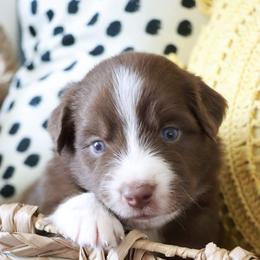 Australian Shepherd Puppies from Rustic Roots Australian Shepherds