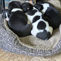 Rat Terrier Puppies from Haiku Rat Terriers