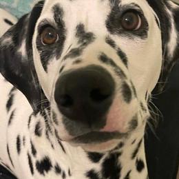 Snoopy - Dalmatian