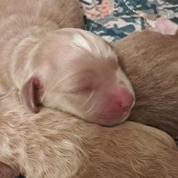 Boy 4 - male Golden Mountain Doodle puppy in Northumberland, Pennsylvania from Light and Life Doodles