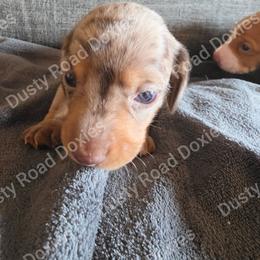 Jasper - Dapple male Dachshund puppy in Blanchard, Oklahoma from Dusty Road Doxies
