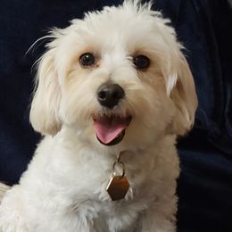 Maggie - Maltipoo