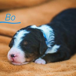 Bo - Tri-color male Bernedoodle puppy in Stuart, Oklahoma from G Ridge Kennels