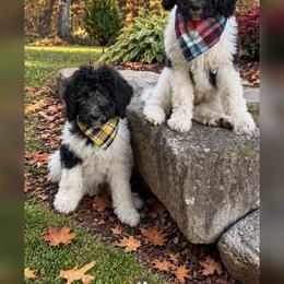 Walter - Black and white male Bernedoodle puppy in Julian, Pennsylvania from Happy Valley Doodles