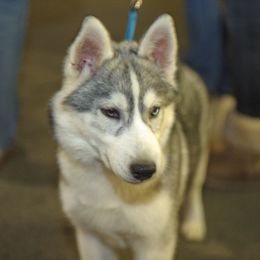 German Shepherd puppies from WyndGlo Kennels