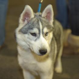 German Shepherd puppies from WyndGlo Kennels