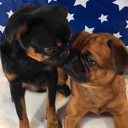Brussels Griffons from Ohio Valley Brussels Griffons