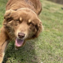 Miniature Australian Shepherd All Grown Up from Kristin Cox's Miniature Australian Shepherds