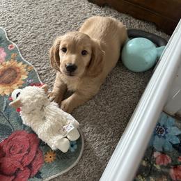 Cream - Cream male Dachshund puppy in Conroe, Texas from Kimberly's Dachshunds