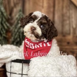 Australian Labradoodle, Cavapoo, and Goldendoodle Puppies from Deer Creek Labradoodles