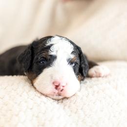 Finn - Tri-color male Bernedoodle puppy in Narvon, Pennsylvania from CBKB Bernedoodle’s