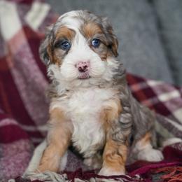 Kenai - Merle female Bernedoodle puppy in Dundee, Ohio from Down Home Doodle