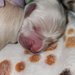 Boy 5 - Green - Reserved (please read description) - Light golden male Golden Retriever puppy in Phoenix, Maryland from Tamarind Goldens
