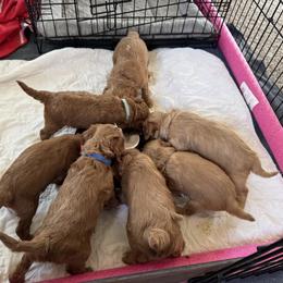 Cavapoo Puppies from Lone Pine Acres Cavapoo’s