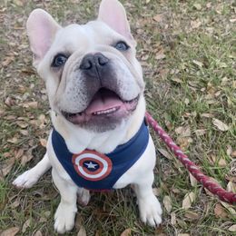 French Bulldog Puppies from Lola’s Frenchies