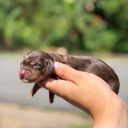 Girl 2 - Chocolate and tan female Dachshund puppy in Ocala, Florida from The Wiener Family