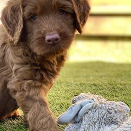 Australian Labradoodle Puppies from Cascade Canyon Labradoodles